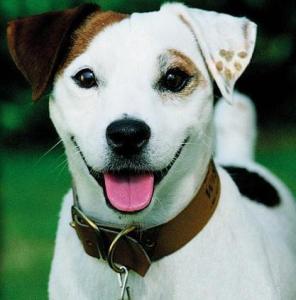 Wishbone himself.  Notice the excellent photoshop making Wishbone's tongue the hyper realistic shade of bubblegum pink. Sigh.  Society even has unrealistic expectations for dogs.  